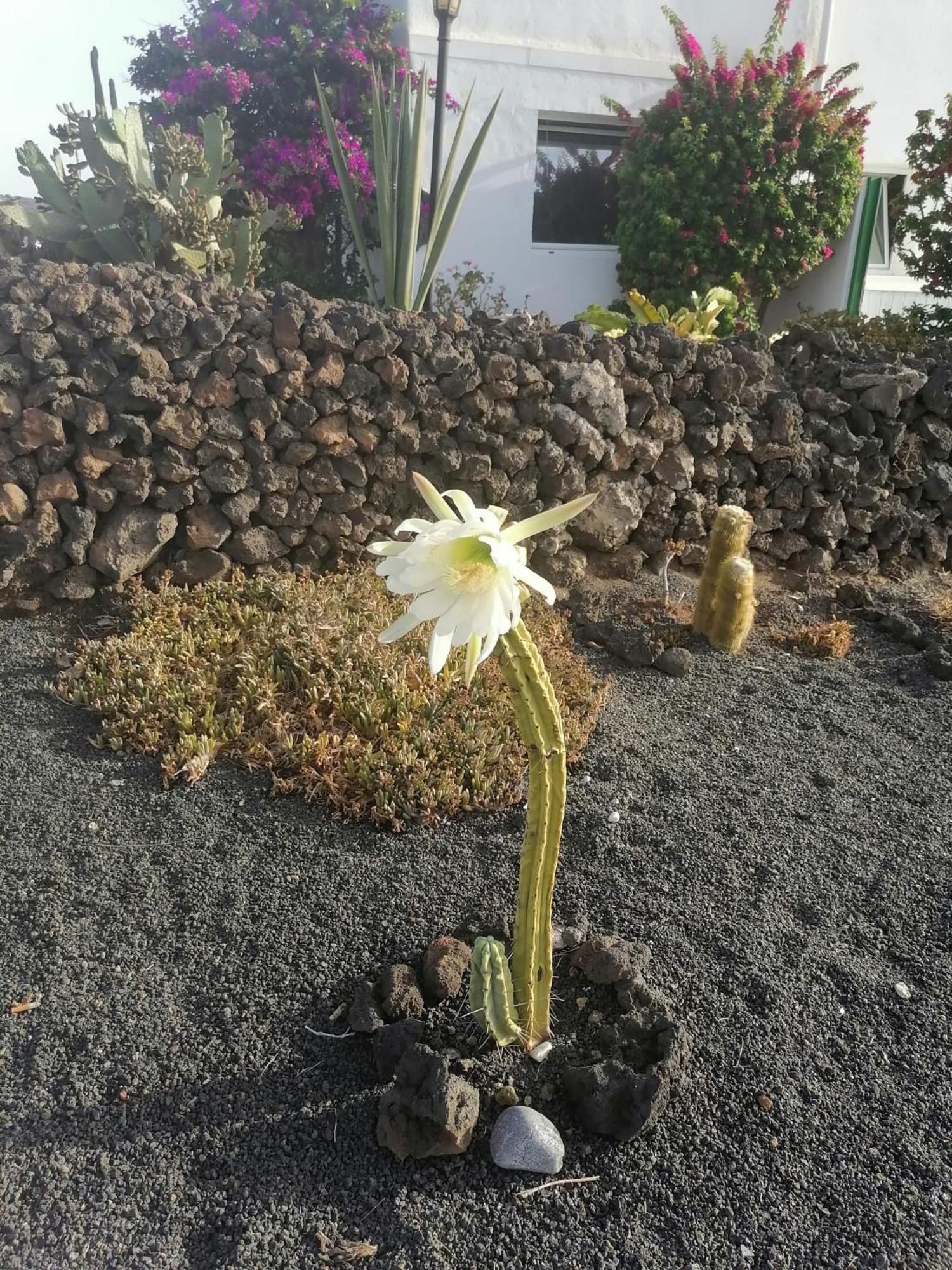 Apartamento Kokozun 28 Guatiza エクステリア 写真